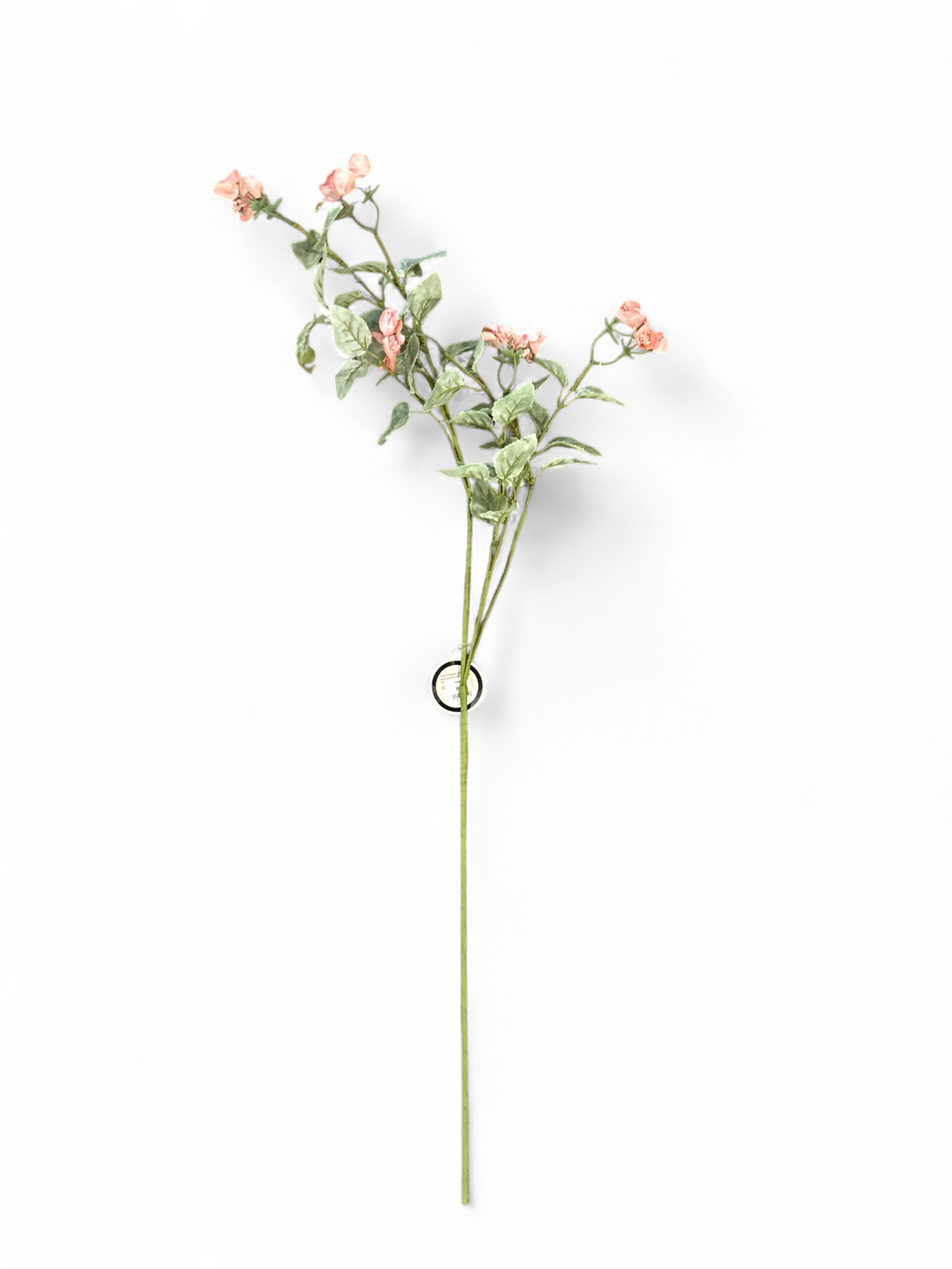 Salmon Sweet Pea Spray