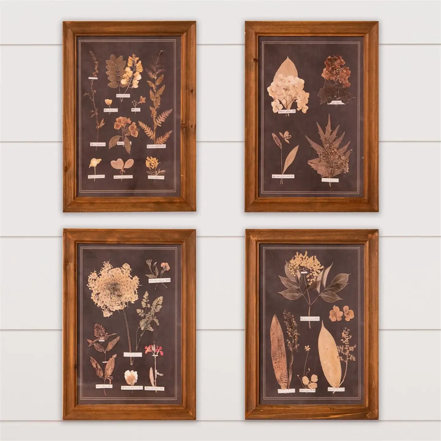 Fall Framed Print Leaf Botany