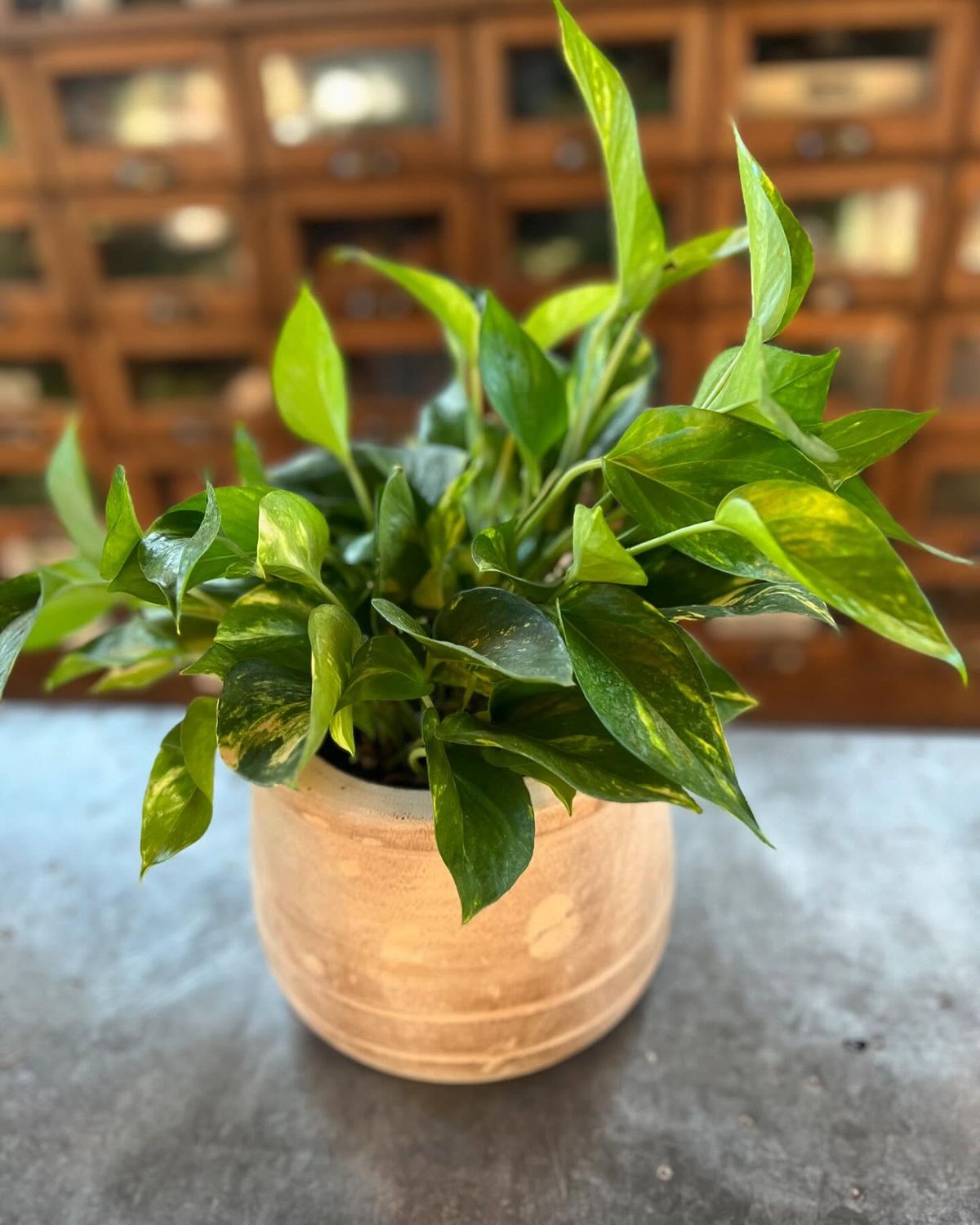 6in Designers Choice Green Plant With Container