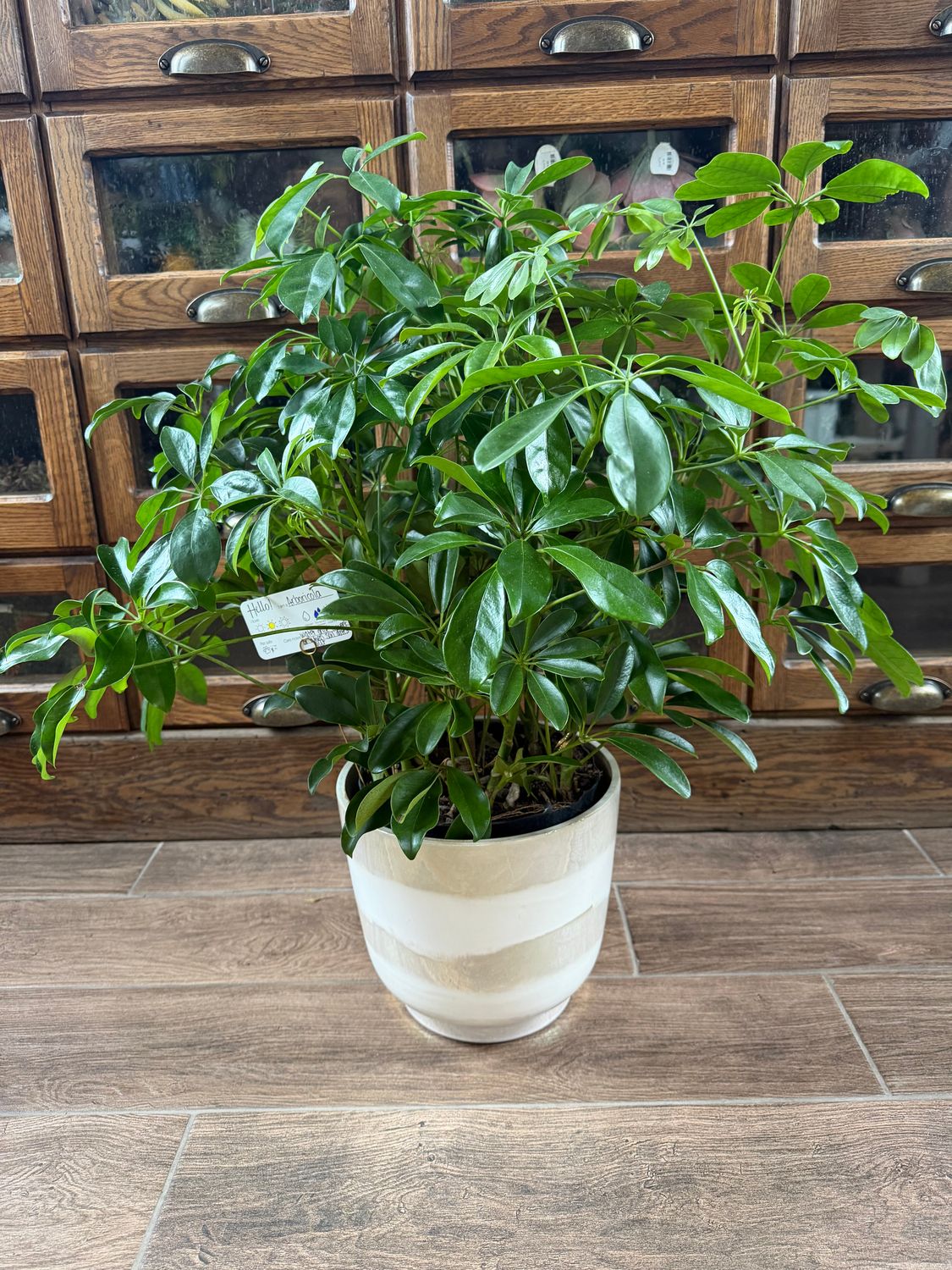 8in Designers Choice Green Plant With Container