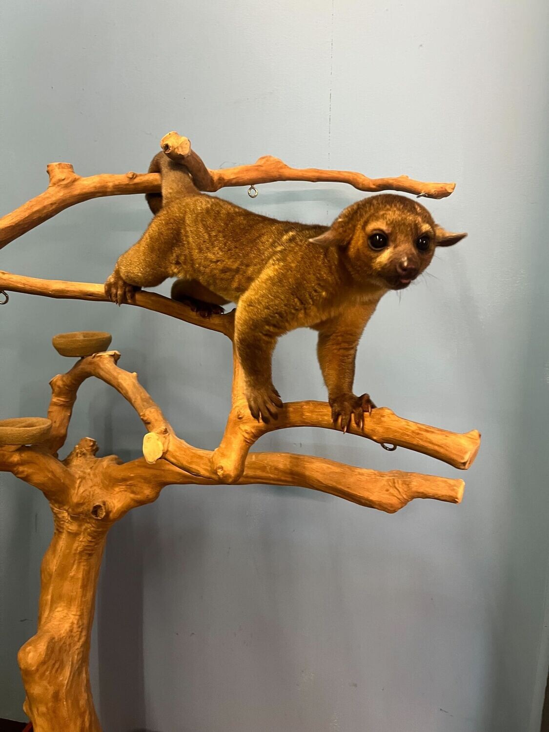 Kinkajou (Male)