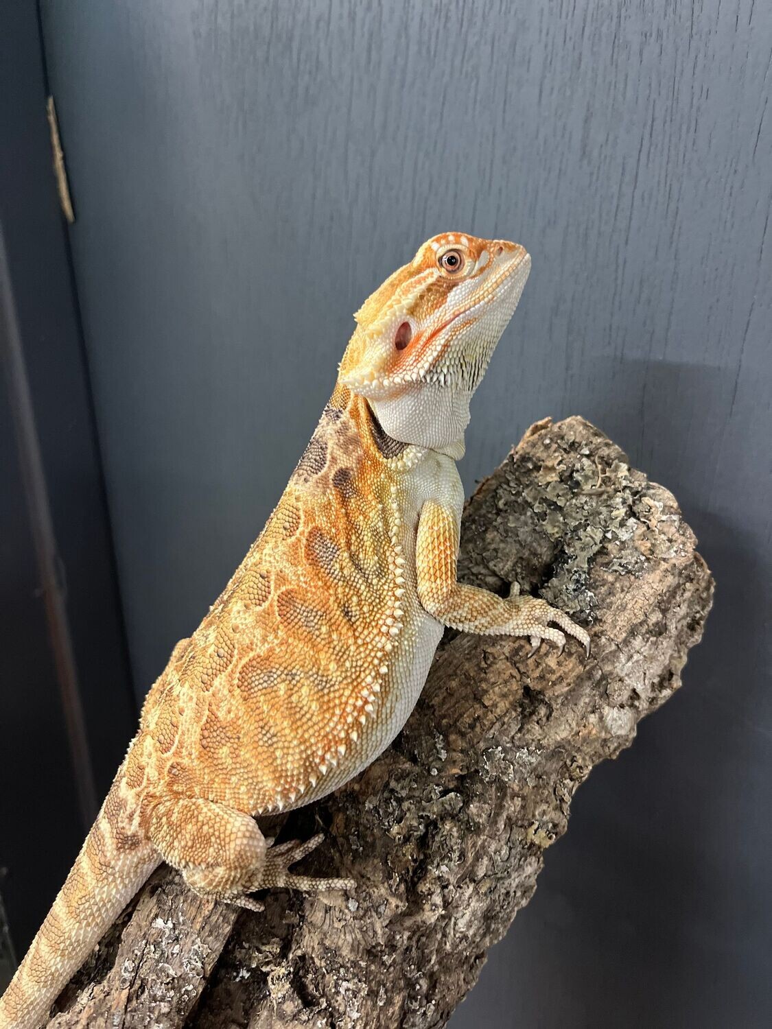 Bearded Dragon