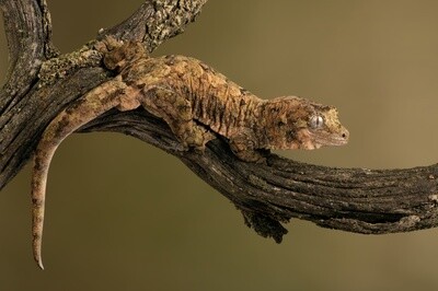 Chahoua Gecko
