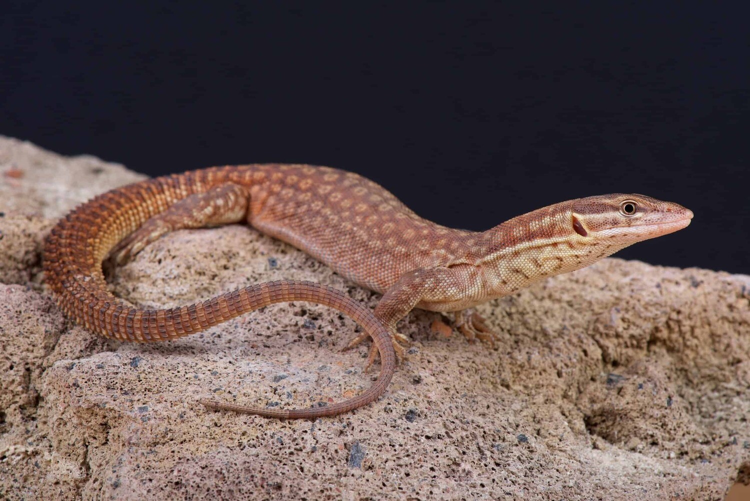 Ackie Monitor (Red)