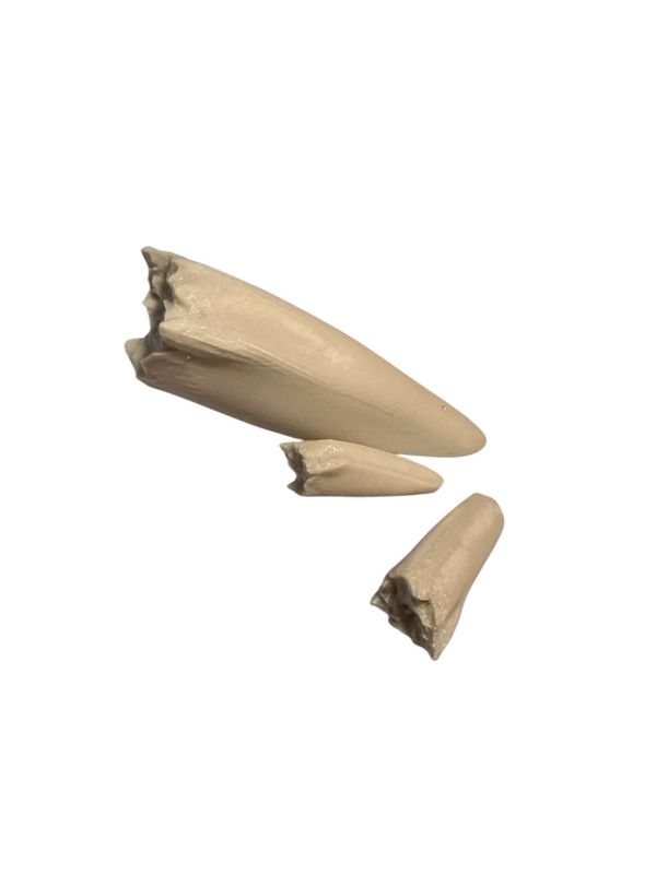 Knochen 3er-Set