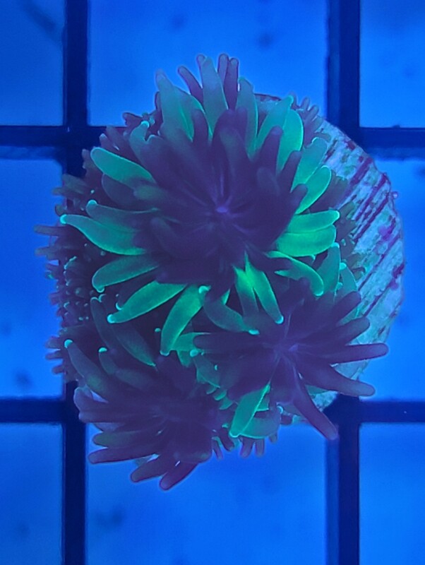 "SONIC THE HEDGEHOG" GALAXIA FRAG WYSIWYG
