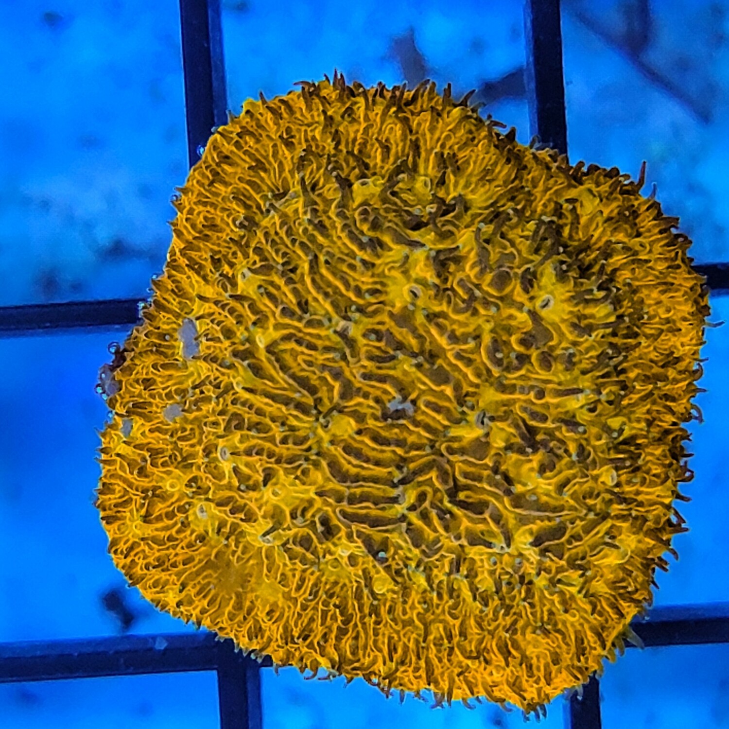 ULTRA ORANGE LITHOPHYLLON PLATE FRAG WYSIWYG