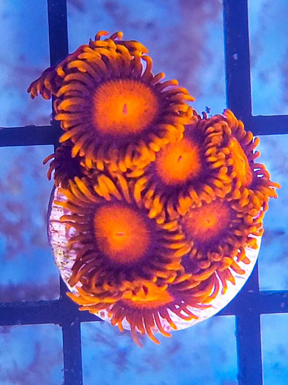 RED ZOANTHID CORAL FRAG WYSIWYG