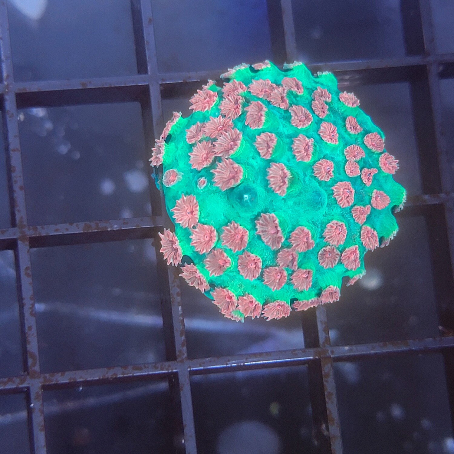 METEOR SHOWER CYPHASTREA FRAG WYSIWYG