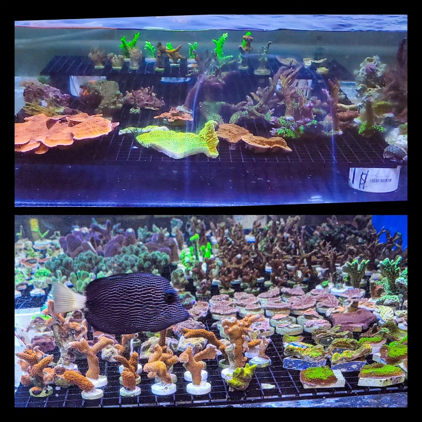 Mystery Frag Pack - 6 Hand Picked Frags