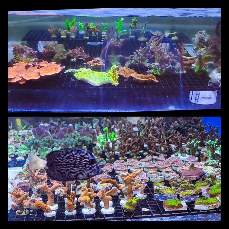 Mystery Frag Pack - 6 Hand Picked Frags