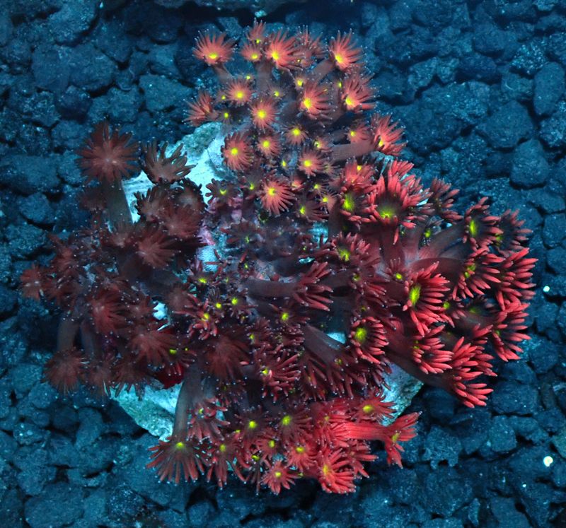 ULTRA HOT RAINBOW GONIPORA