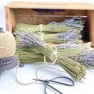Lavender Fire Starters - 3 Pack