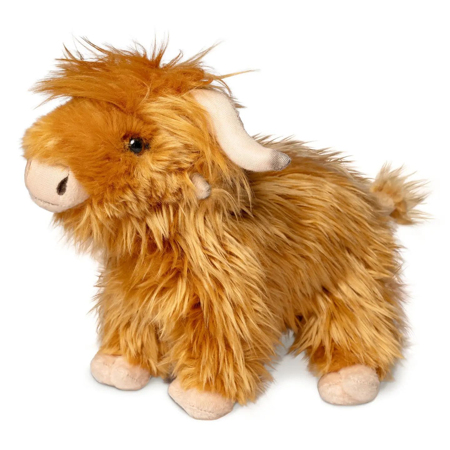 Highland Cow