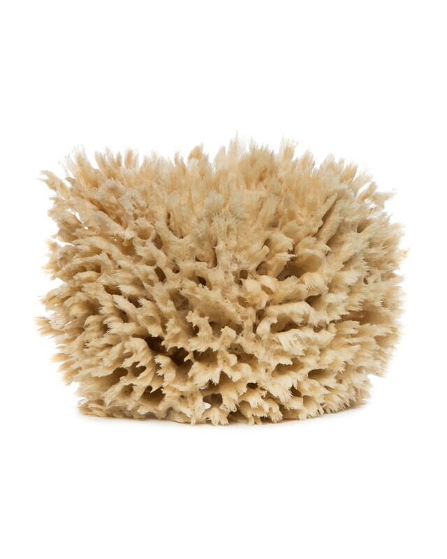 DC - Natural Sea Sponge