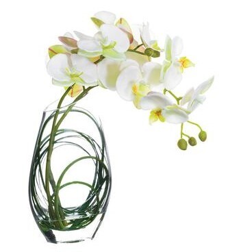 11" Phalaenopsis Orchid in Glass Vase White