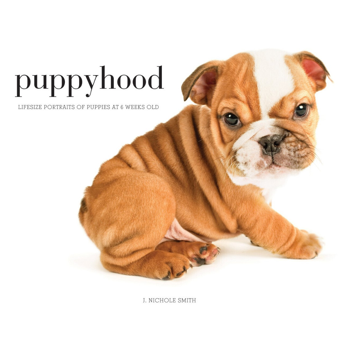 Puppyhood- Llife -Size Portraits of Puppies at 6 Weeks Old