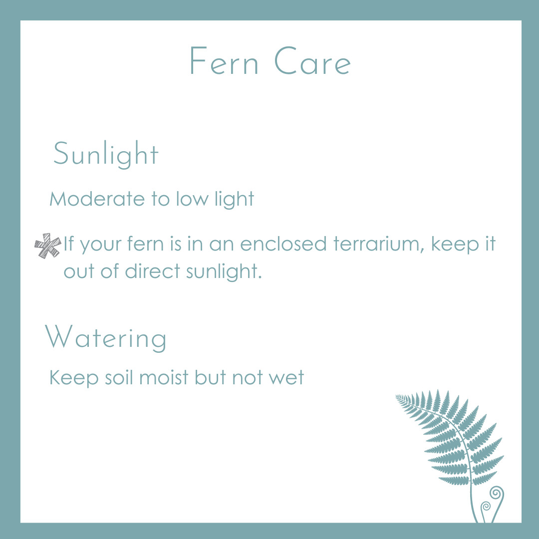 Fern Care