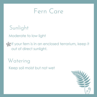 Fern Care