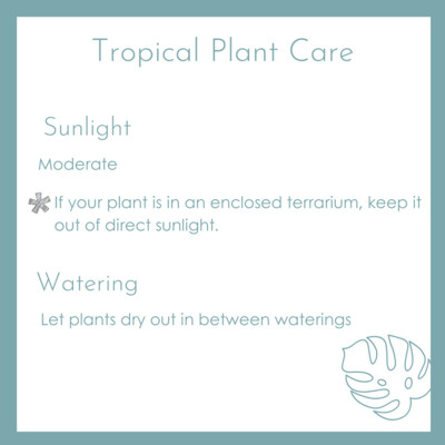 Tropical Plant Care