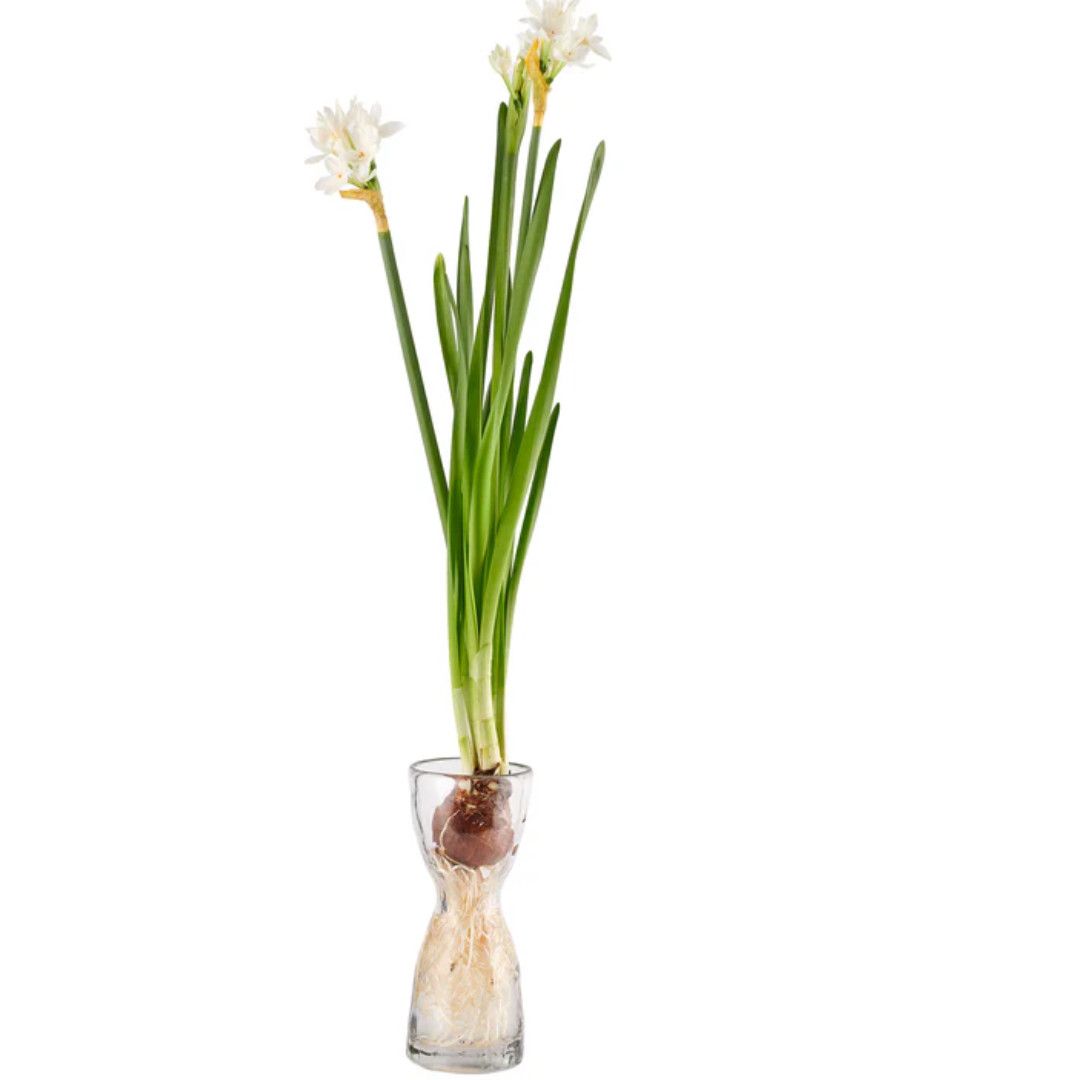 Wabisabi Bulb Forcer