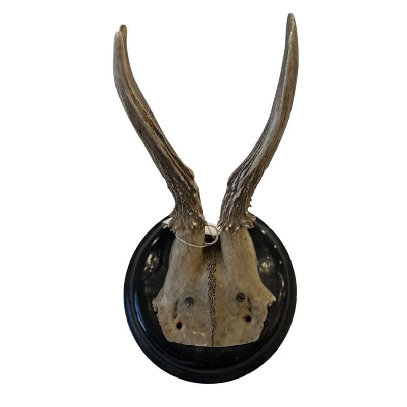 Antlers- Deer