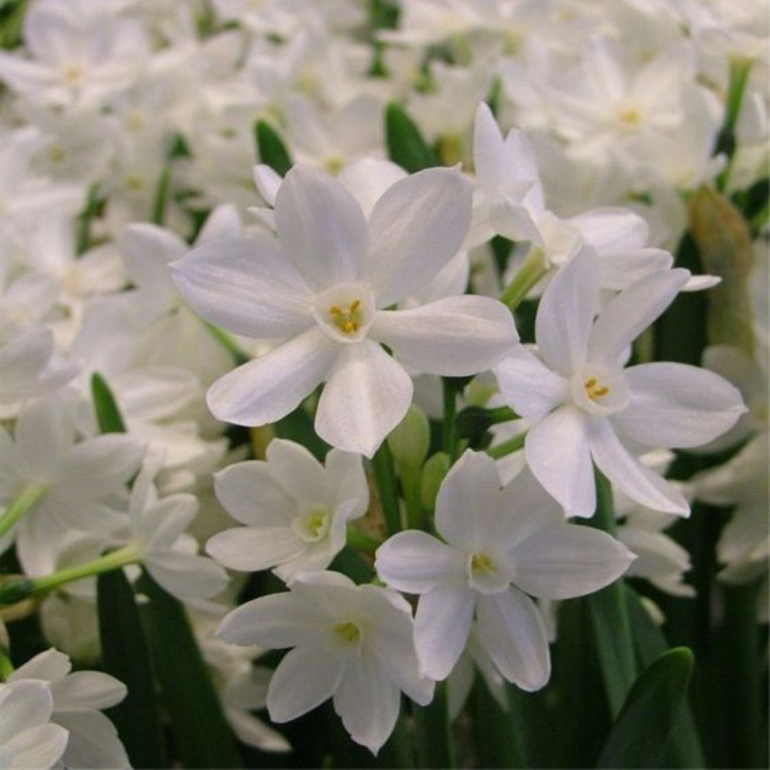 Paperwhite Bulbs