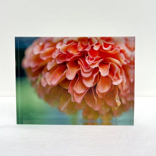 6x8 Photography-, Pattern: Generous