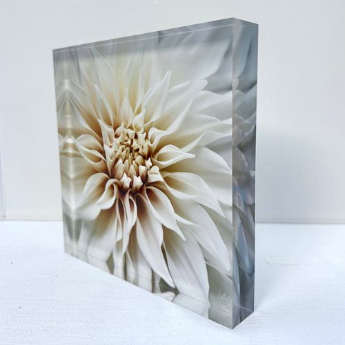 10x10 Photography-, Pattern: Allure