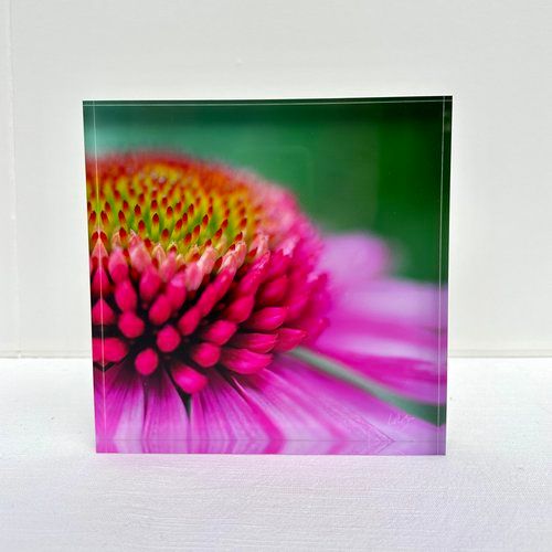 7x7 Photography, Pattern: Happiness