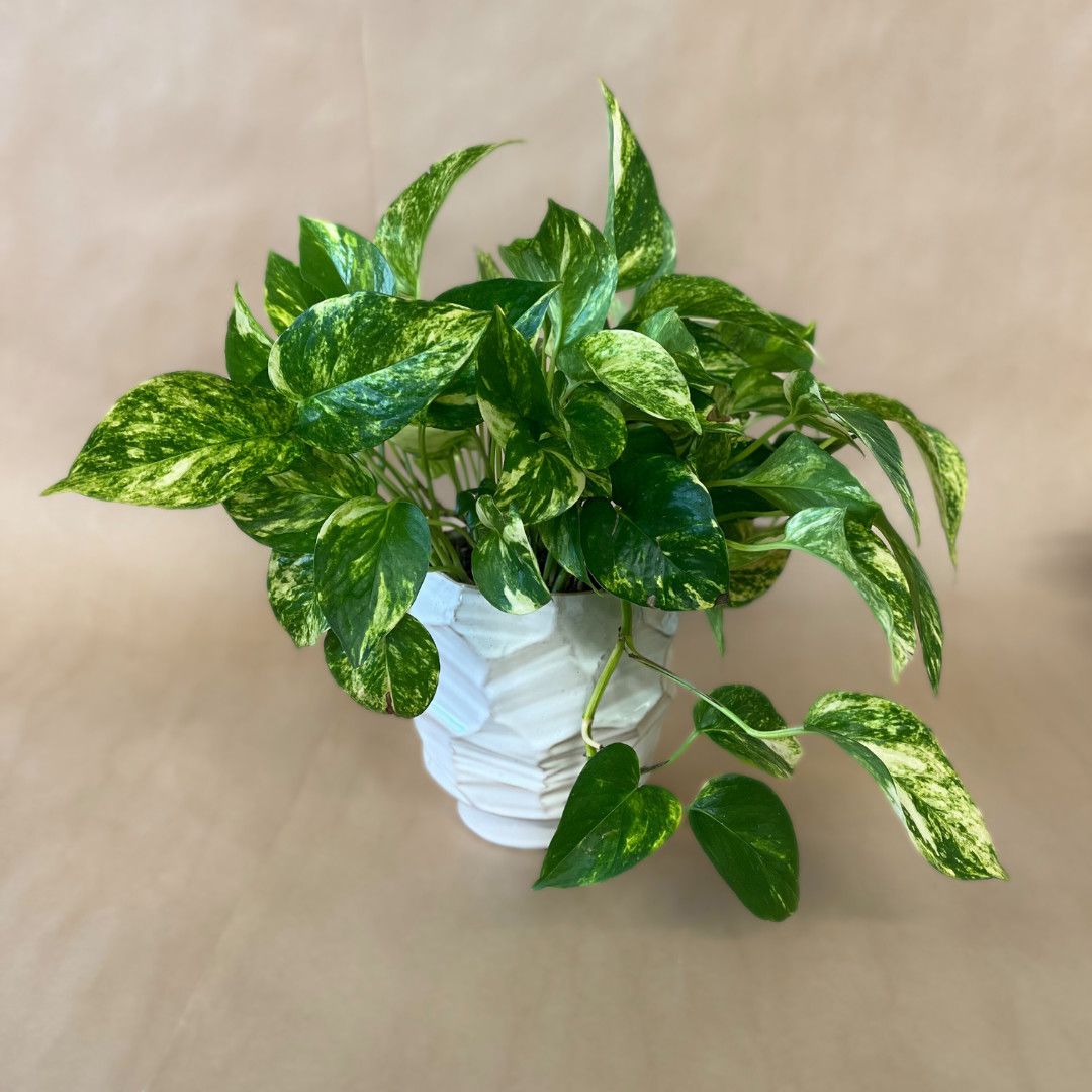Embossed Planter with Pothos Plant