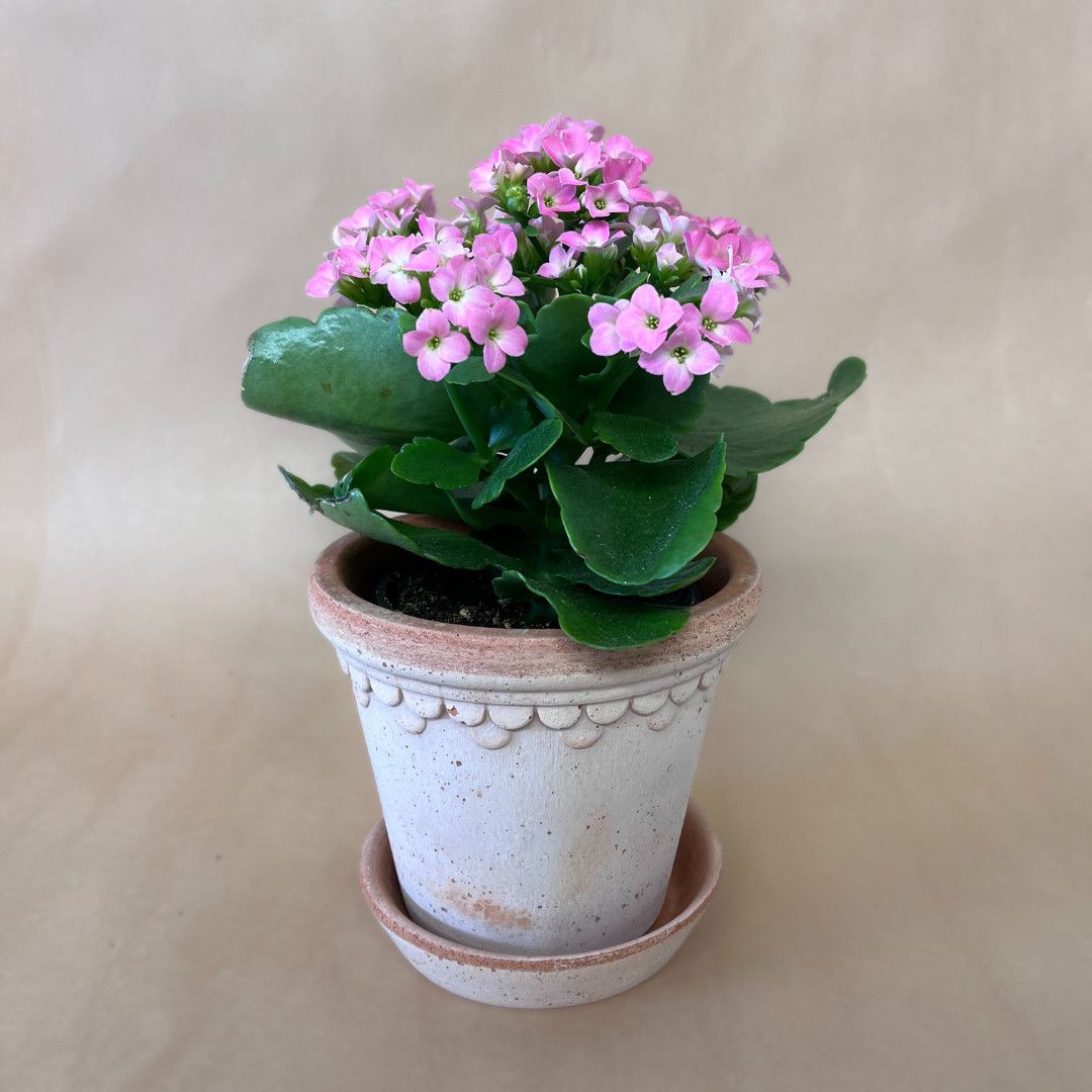 Bergs Terracotta Planter with Plant