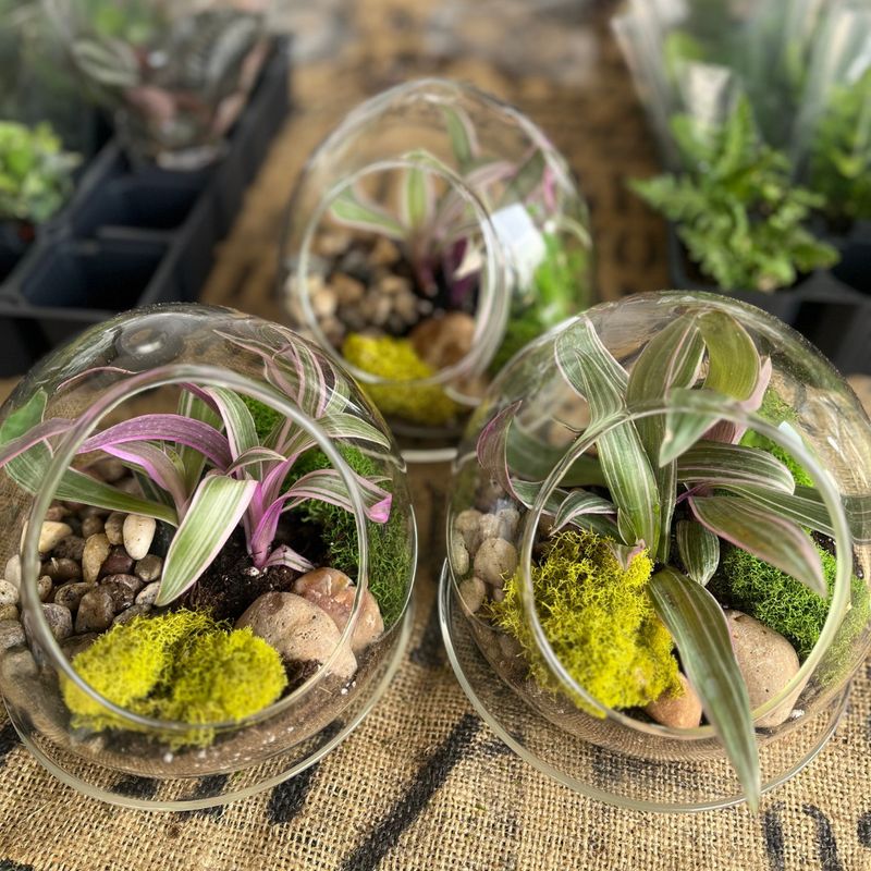 Terrarium Workshop - June 26, 10:30 -  11:30