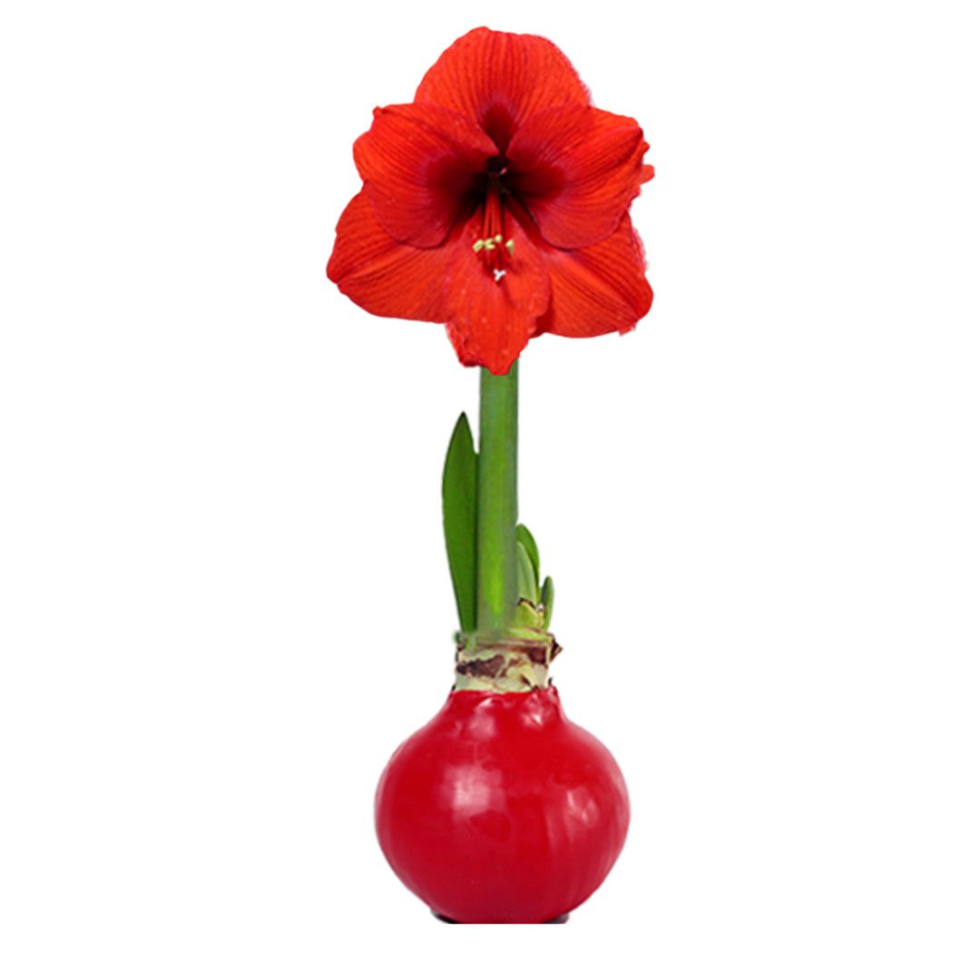 Wax Bulbs - , Color: Red Wax, Red Bloom