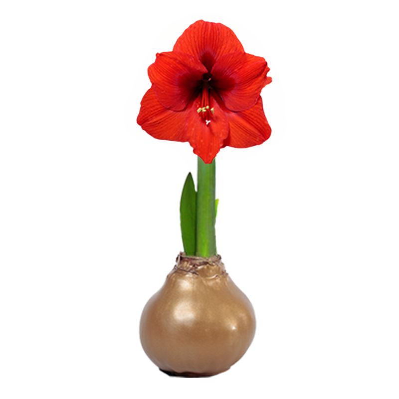 Wax Bulbs - 