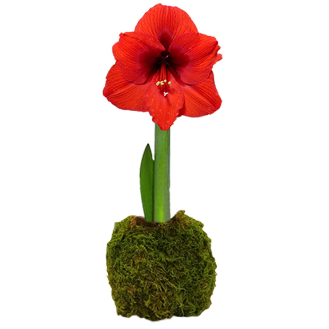 Moss Bulb -, Color: Red Bloom