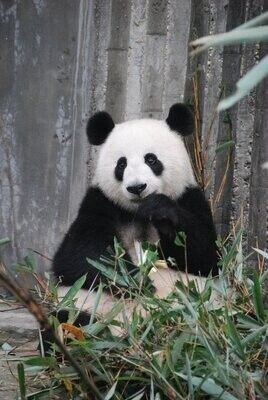 Classic Panda