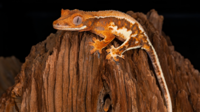 Gecko De Nouvelle Calédonie