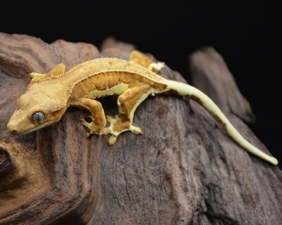 Gecko à crête - lilly white creamcicle phamton - mâle