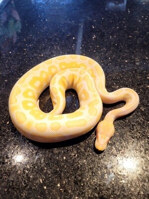 Python royal - albino - mâle