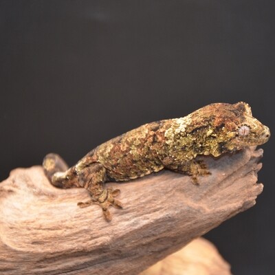 Gecko chahou pin island - white collard - femelle