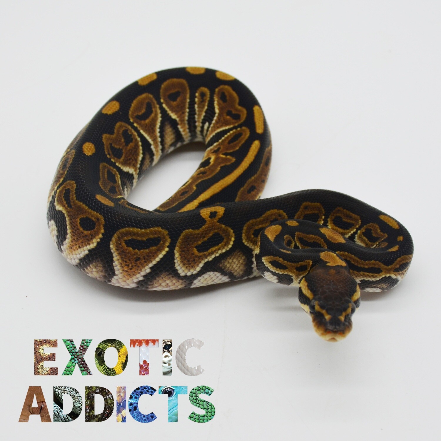 Python royal - Cinnamon het clown - femelle - Ex-01 03/23