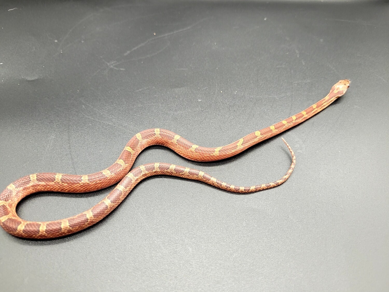 Corn snake - blood pied side - female - mi-02-2022