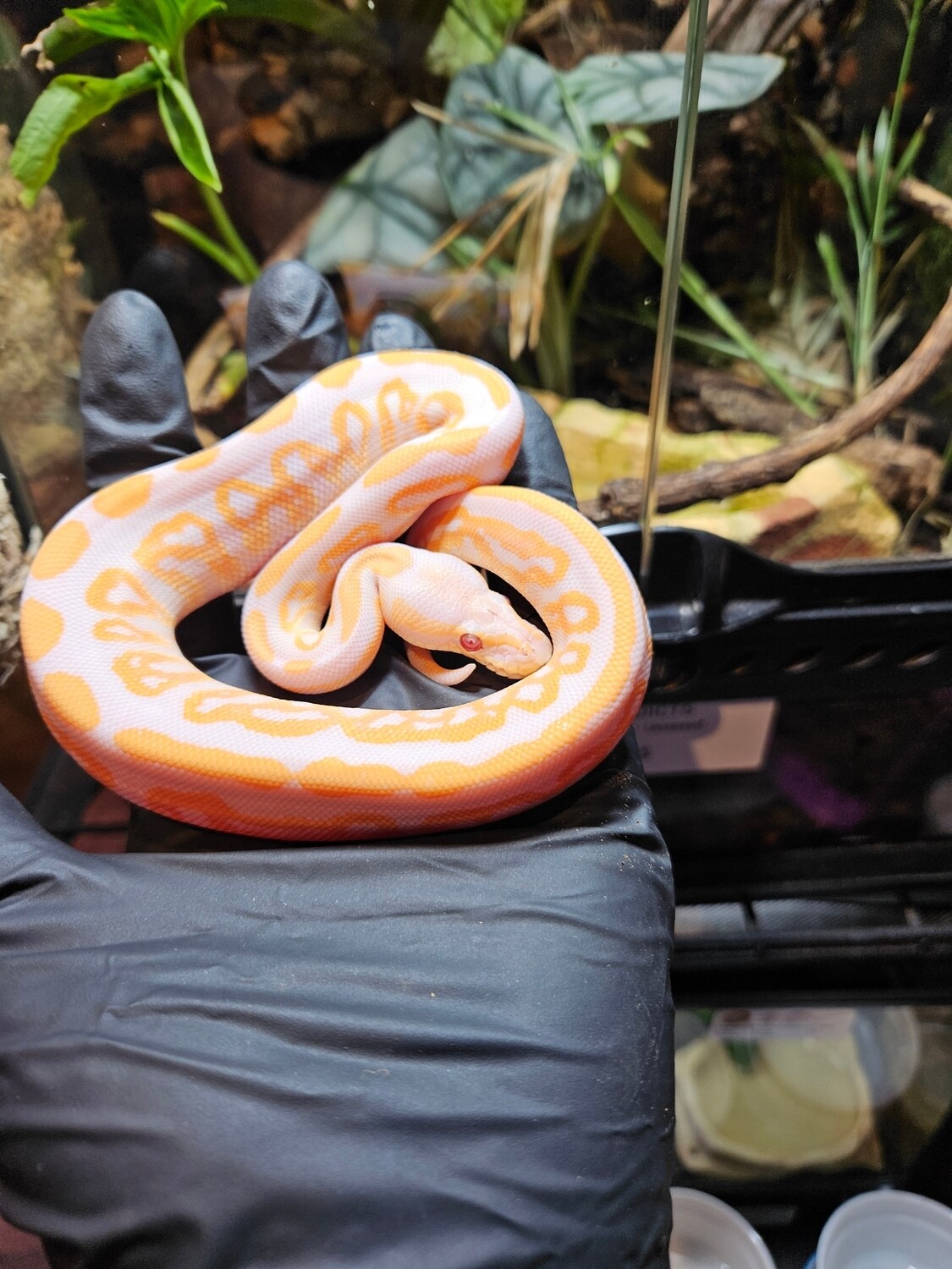 Ball Python - Lavender Black Pastel Het Pied - Male - Ex-01 29/06/2024