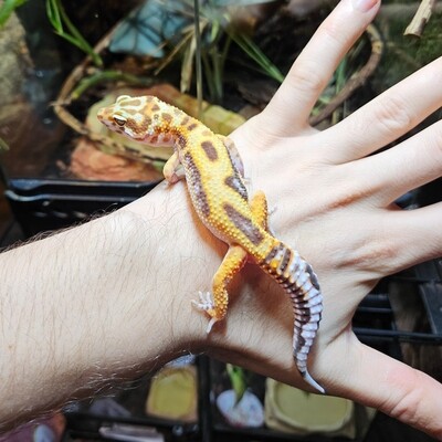 Leopard Gecko - Enigma Tremper Albino Jungle - Male - Mi01 2023