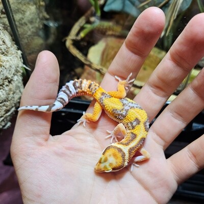 Leopard Gecko - tremper albino - unsexed - EX-13-dor -01/07/23