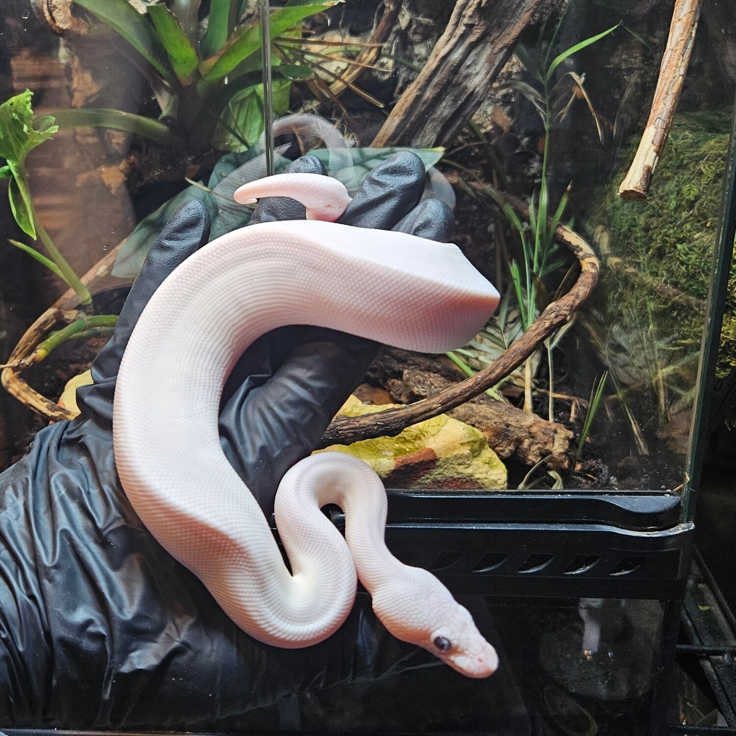 Ball python- blue eyed Lucy - female - AQ-9-25/06/23