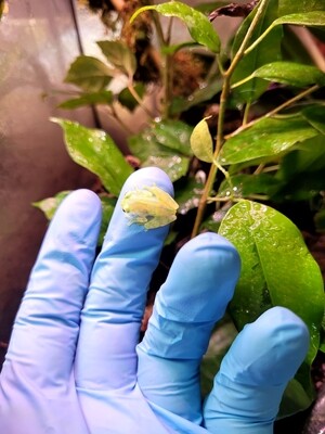 Glass frog (Hyalinobatrachium valerioi) adult CBB 2022 Breending Couple 1.1