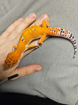 Leopard Gecko - Tangerine Hypo Het Tremper - Male - Ex01-lem 14/09/23