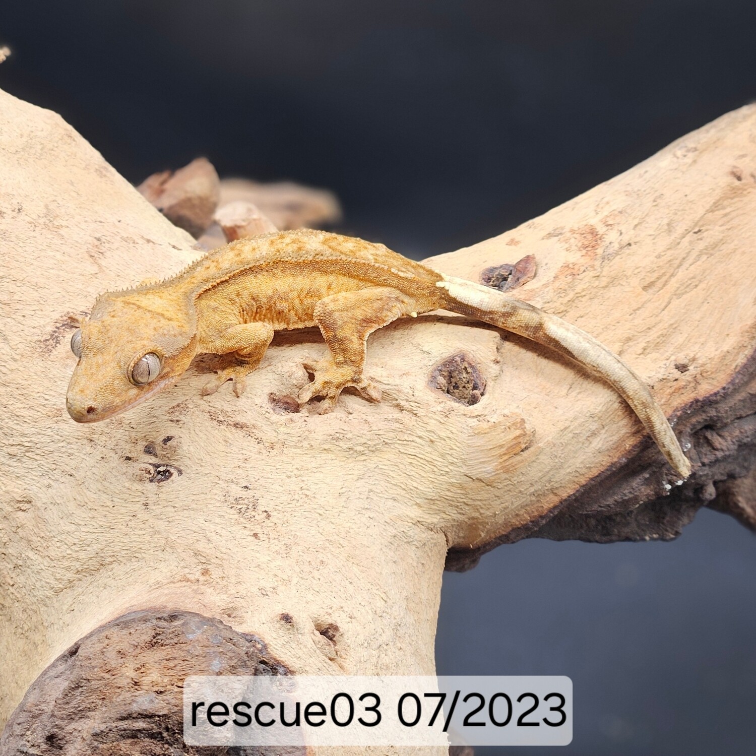 Crested Gecko - Creamsicle Phamton - Poss Feamle - Core03 07/2023